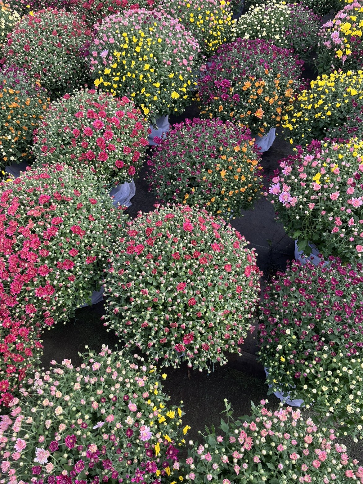 小美庭院盆栽花卉花鲜花菊花千头菊