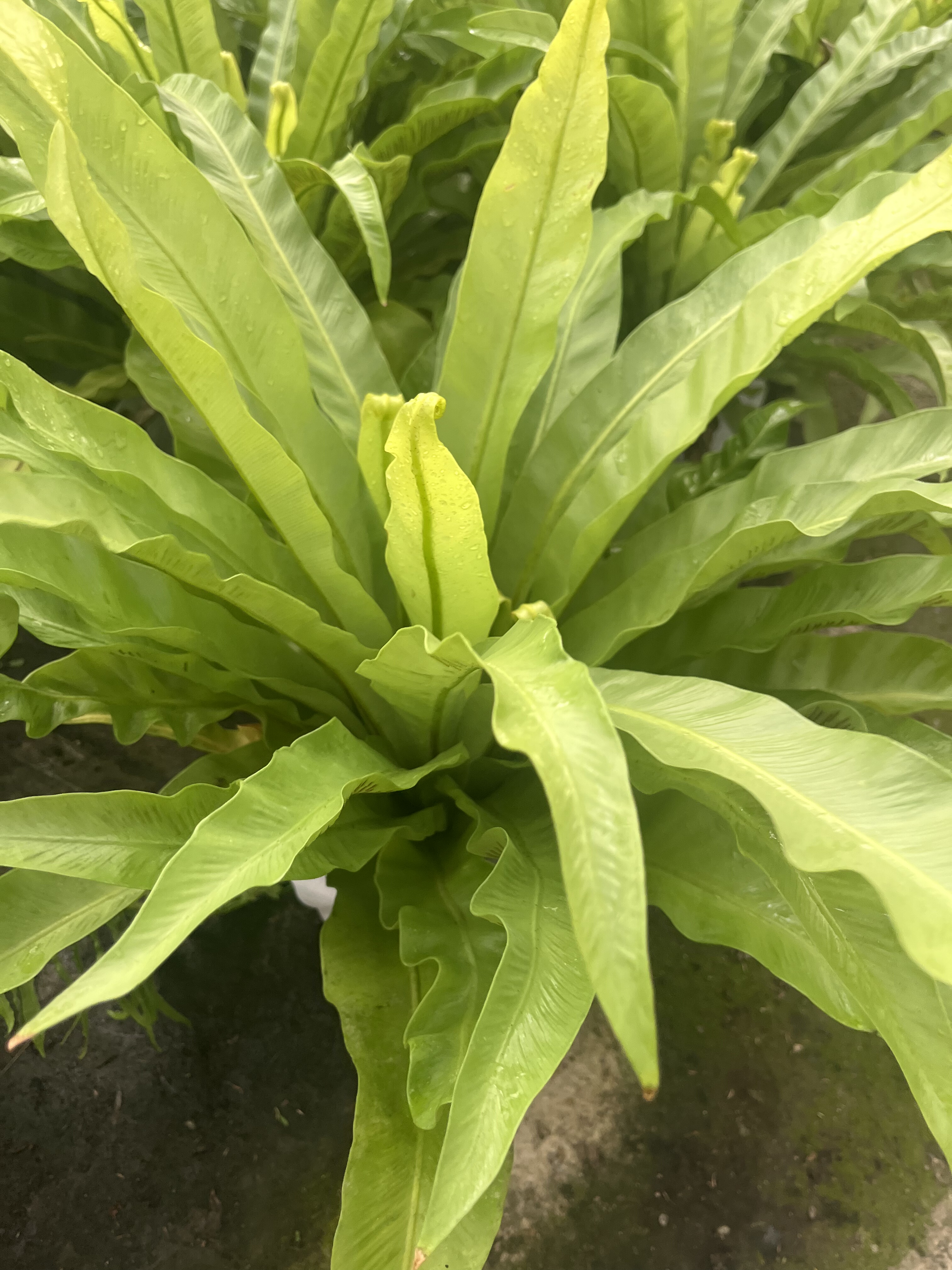 盆植庭院户外绿植鸟巢蕨