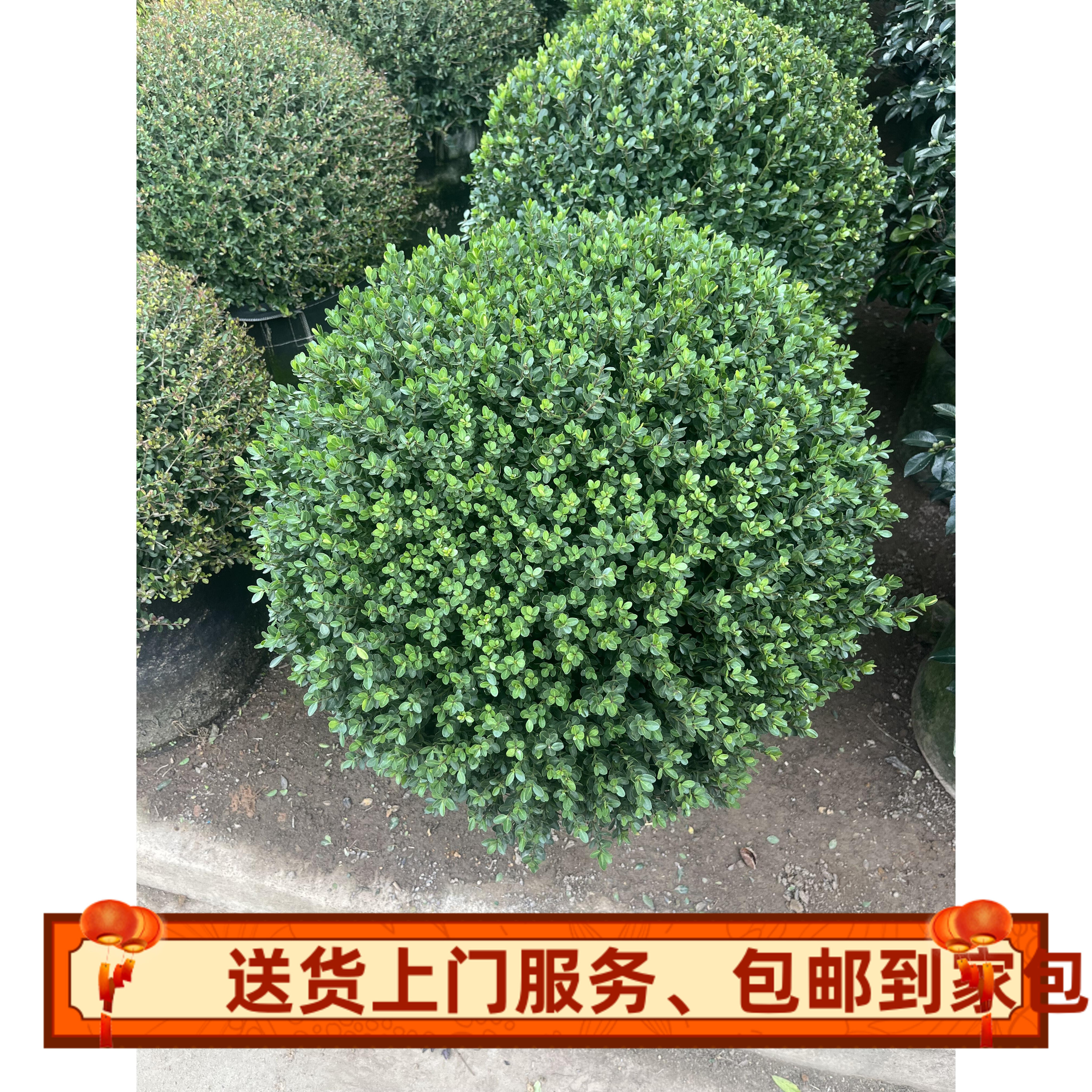 完美冬青球庭院别墅花境常绿植物桌面绿植
