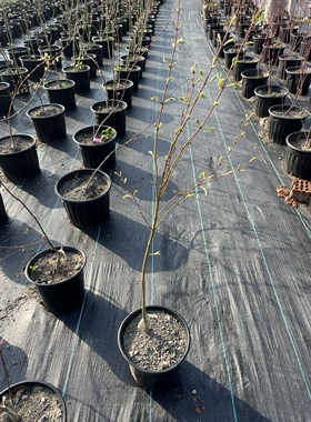绿植盆栽庭院景观植物红枫系列关之严华