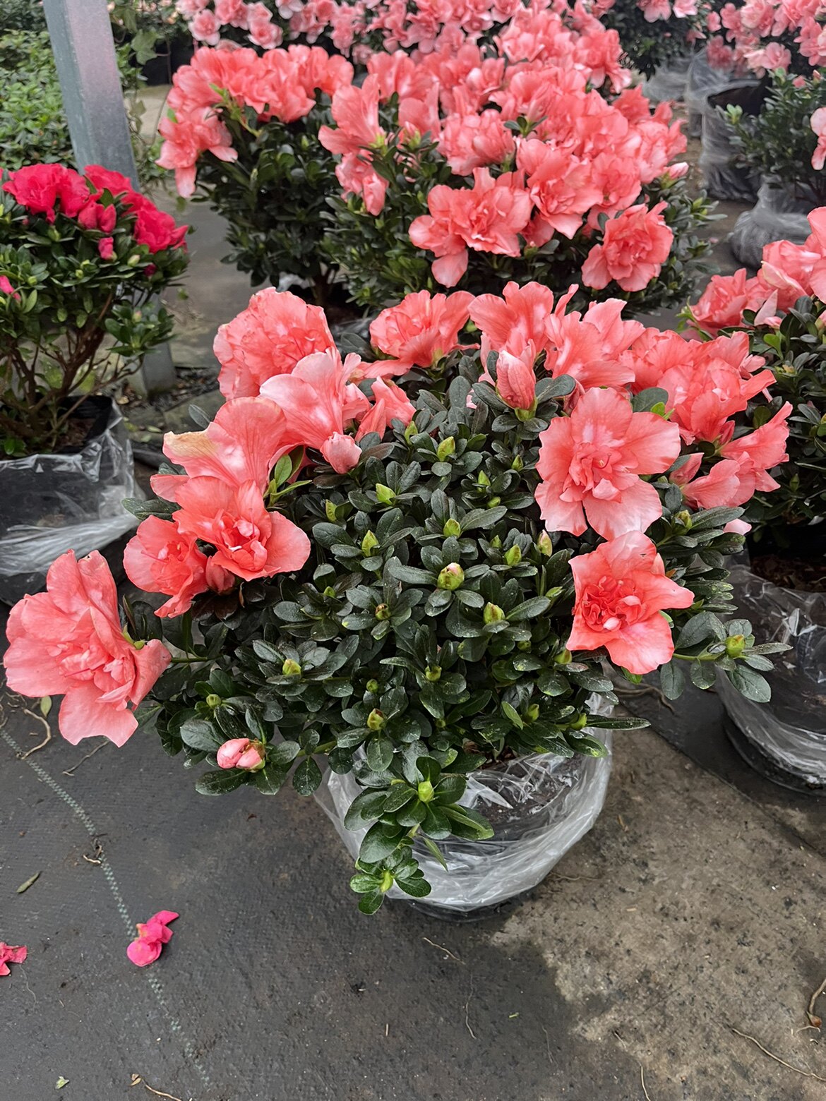 花鲜花开花植物庭院盆栽杜鹃四季杜鹃西洋鹃