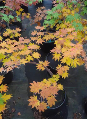 易养护品种春天金黄色叶红叶经典黄叶枫树关子华严