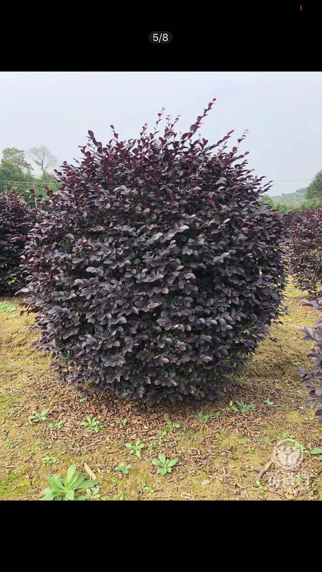 耐寒植物绿化开花庭院红花