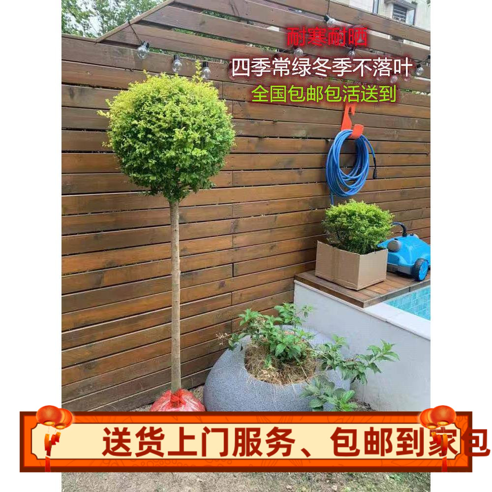 绿植耐寒植物亮晶女贞球形亮晶女贞棒棒糖亮金女贞塔型盆栽植物