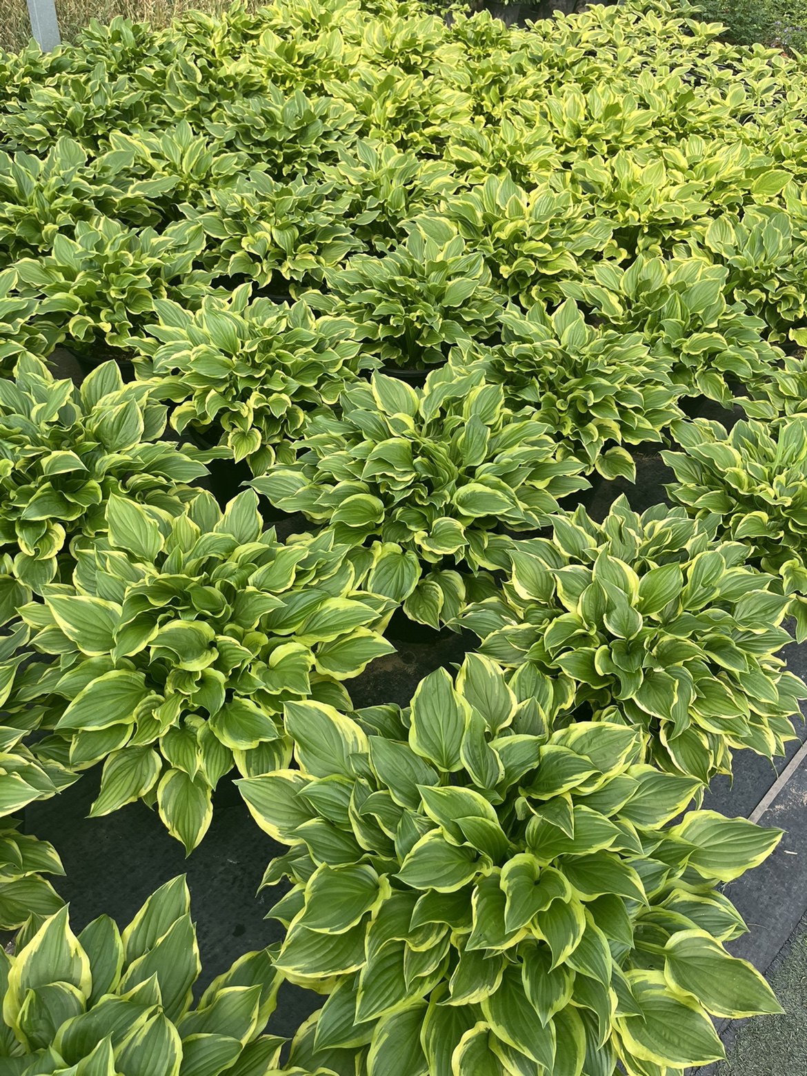 庭院开花绿色花卉植物盆栽金叶玉簪