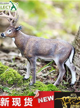 COLLECTA我你他 野生动物模型玩具2018白尾鹿88832 全新现货