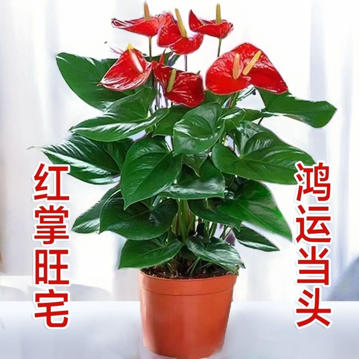 【带花发货】红掌白掌花室内水培土培盆栽四季开花卉植物绿植