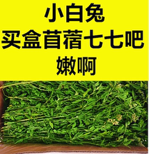 20年紫花苜蓿草干草兔子豚鼠龙猫荷兰猪毛重1000g包邮幼兔粮牧草