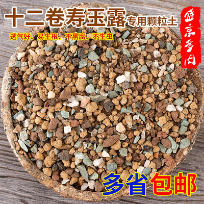 多肉种植专用十二卷万象包邮
