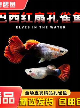 孔雀鱼巴西红扇观赏鱼小型热带鱼淡冷水好养金鱼小鱼胎生鱼苗