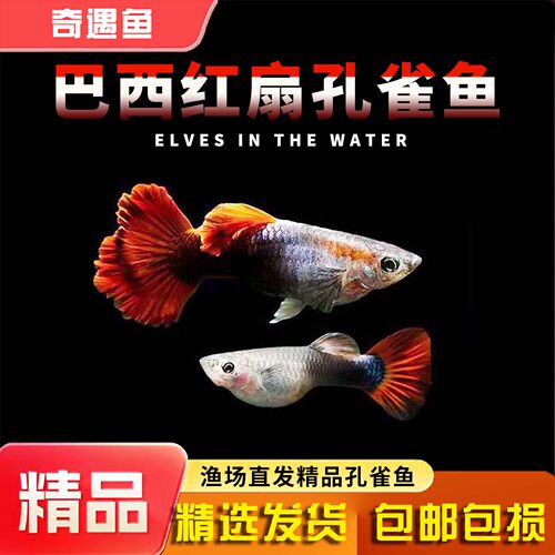 孔雀鱼巴西红扇观赏鱼小型热带鱼淡冷水好养金鱼小鱼胎生鱼苗