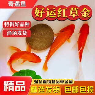 草金鱼活鱼锦鲤鱼苗观赏鱼淡水鱼冷水鱼小型耐活活体小金鱼红草金