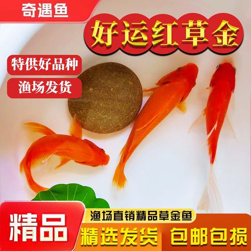 草金鱼活鱼锦鲤鱼苗观赏鱼