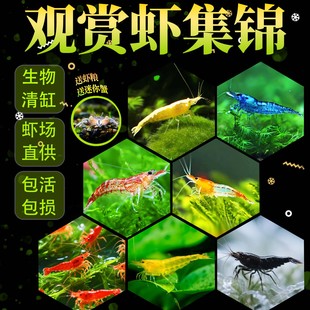 观赏虾除藻虾淡水鲜活黑壳虾清洁鱼耐活好养热带观赏鱼宠物水晶虾