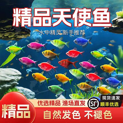 天使鱼七彩鱼柠檬青苹果红天使绿老虎大型热带金鱼观赏鱼好养耐活