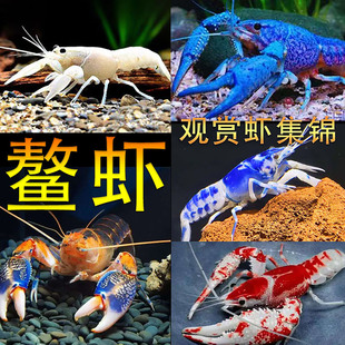 鳌虾观赏虾淡水龙虾冷水耐活宠物虾火山原生天空蓝魔虾青花瓷螯虾