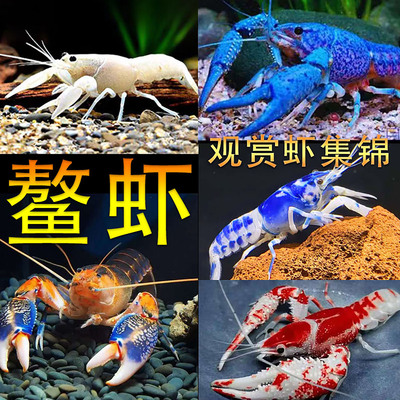 佛蓝橘鳌虾观赏虾鲜活除藻淡水虾