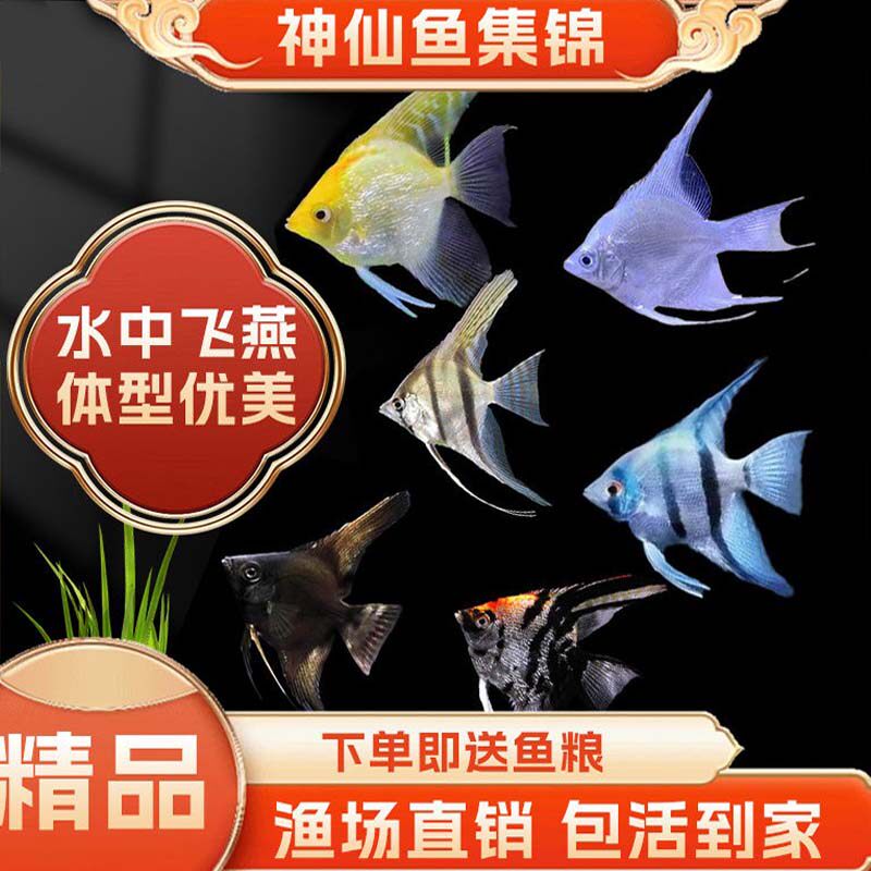 七彩神仙宠物鱼小型活体秘鲁熊猫热带鱼观赏鱼三色燕鱼埃及燕鱼