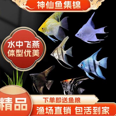 观赏鱼七彩神仙小型活体熊猫