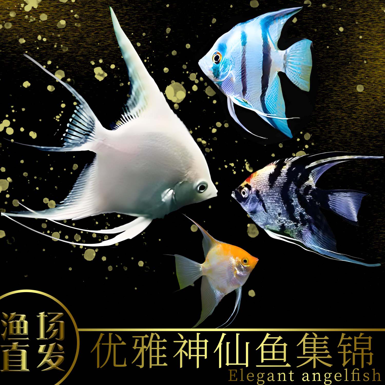 秘鲁七彩神仙鱼活体观赏鱼燕鱼秘鲁红头玻璃墨燕小型鱼苗套餐包邮