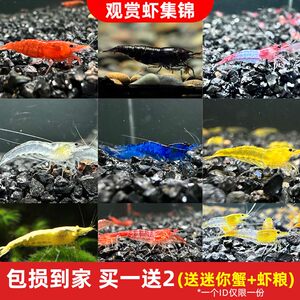 观赏虾除藻虾淡水鲜活黑壳虾清洁鱼耐活好养热带观赏鱼宠物水晶虾