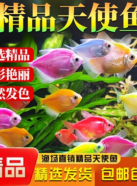 天使鱼七彩鱼柠檬青苹果红天使绿老虎大型热带金鱼观赏鱼好养耐活