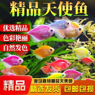 天使鱼七彩鱼柠檬青苹果红天使绿老虎大型热带金鱼观赏鱼好养耐活