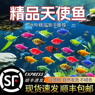 天使鱼七彩鱼柠檬青苹果红天使绿老虎大型热带金鱼观赏鱼好养耐活