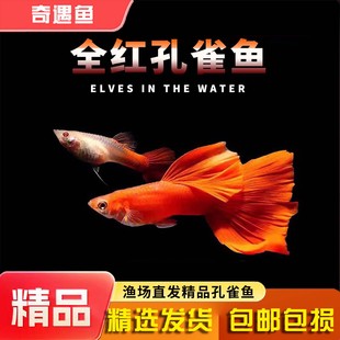 孔雀鱼纯种全红孔雀鱼凤尾观赏鱼小型热带鱼活体好养金鱼胎生鱼苗