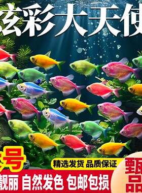 天使鱼活鱼观赏鱼大号群游活体热带鱼斑马小型鱼淡水孔雀好养耐活