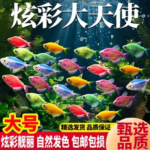 天使鱼活鱼观赏鱼大号群游活体热带鱼斑马小型鱼淡水孔雀好养耐活