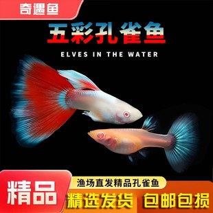 火烧云孔雀鱼活体小型热带鱼高端凤尾礼服胎生淡水观赏鱼五彩好养