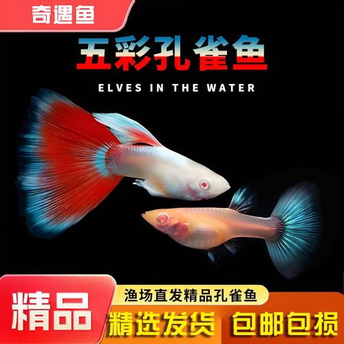 火烧云孔雀鱼活体小型热带鱼高端凤尾礼服胎生淡水观赏鱼五彩好养