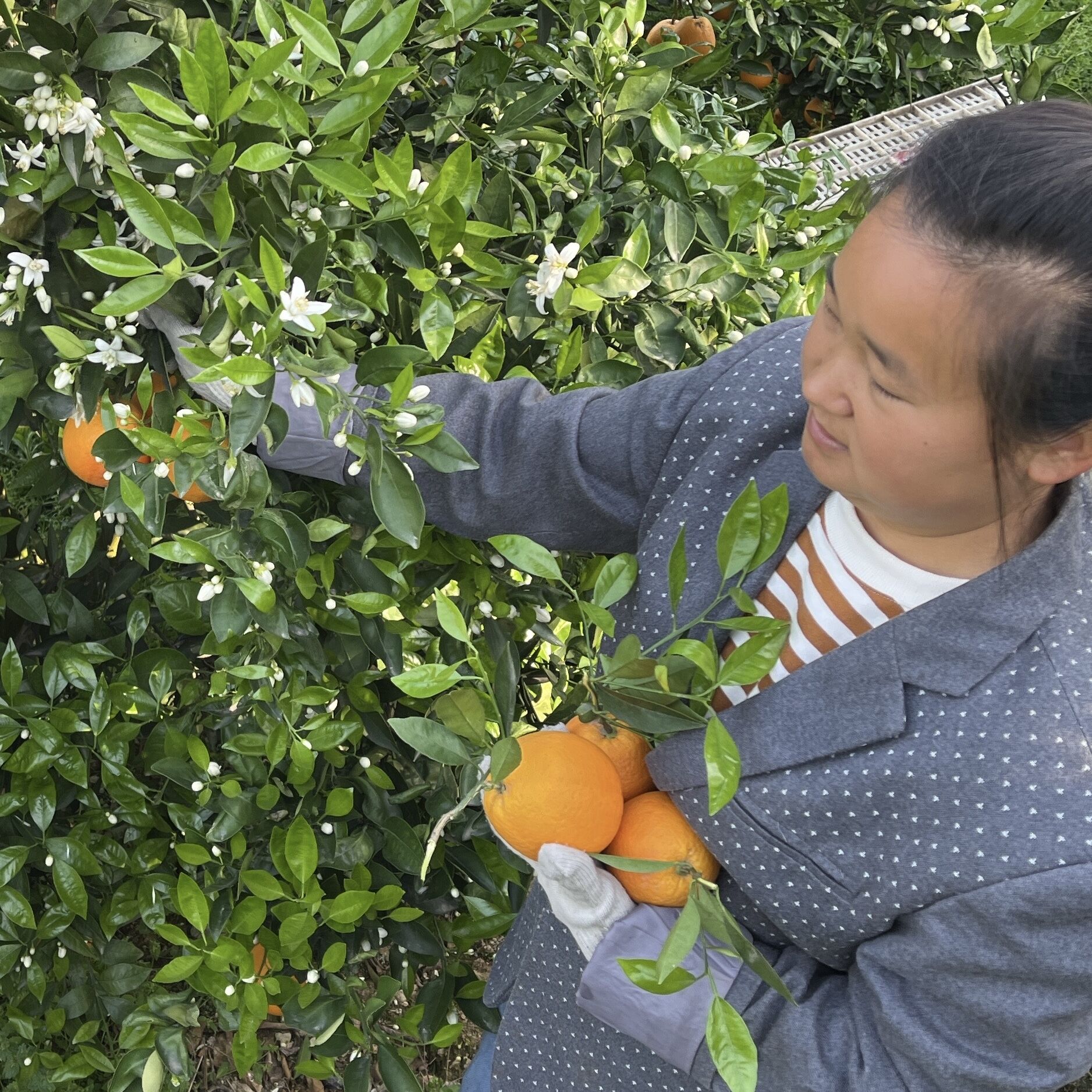 混装伦晚脐橙夏橙子果园现摘带叶发货带箱10斤20斤应季水果直播选