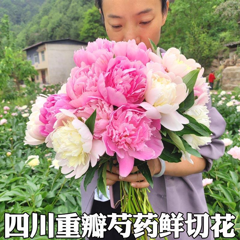 母亲节四川芍药鲜花重瓣观赏芍药家庭水培插花情人节花束油画牡丹