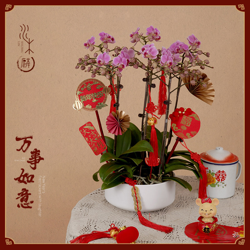 春节花卉年花新年年宵花客厅蝴蝶兰盆栽花店上门成都鲜花同城速递