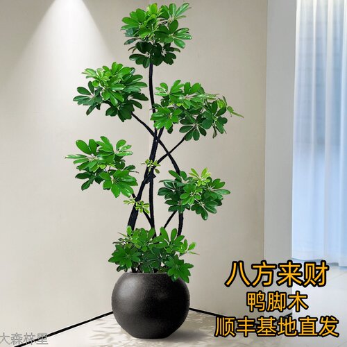 鸭脚木盆栽客厅好养绿植室内大型八方来财鸭掌木七叶莲招财树植物