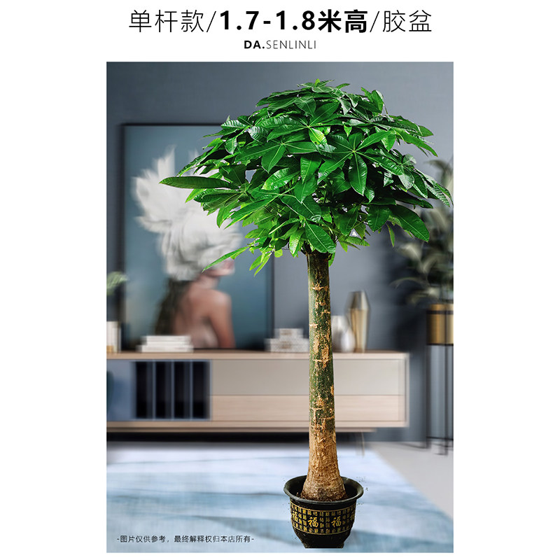 【五辫发财树】精品大型绿植/成品组合盆