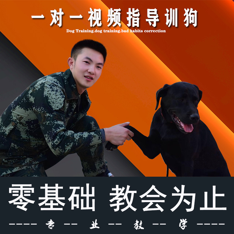 训狗教程一对一视频指导训练德牧犬上厕所排便定点大小便神器用品