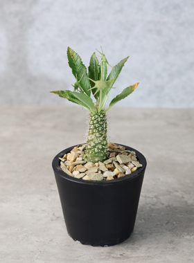 潮流块根新种琉桑珍奇多肉植物