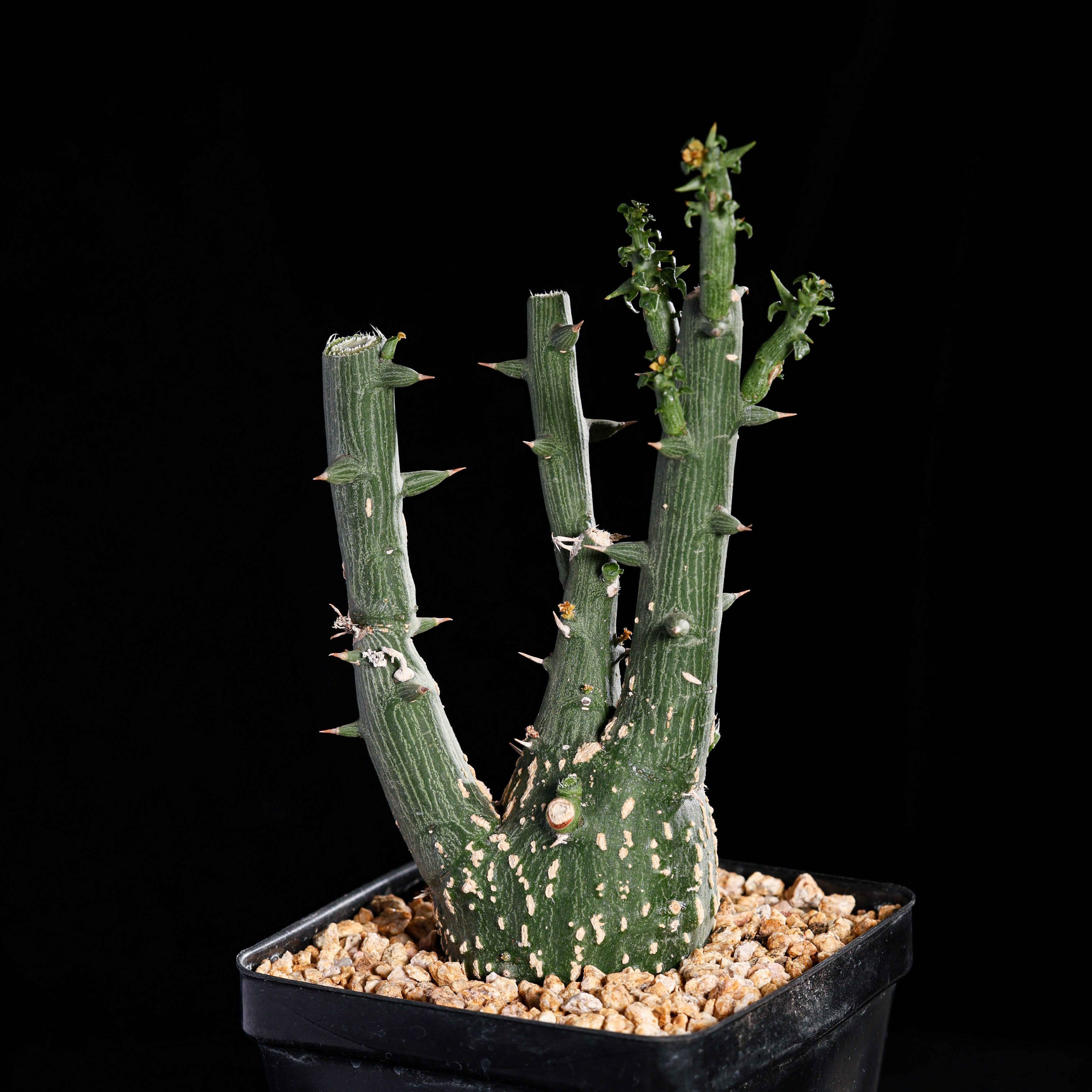 【朴原】球腺蔓 Adenia globosa 西番莲科块根绿植盆栽多肉