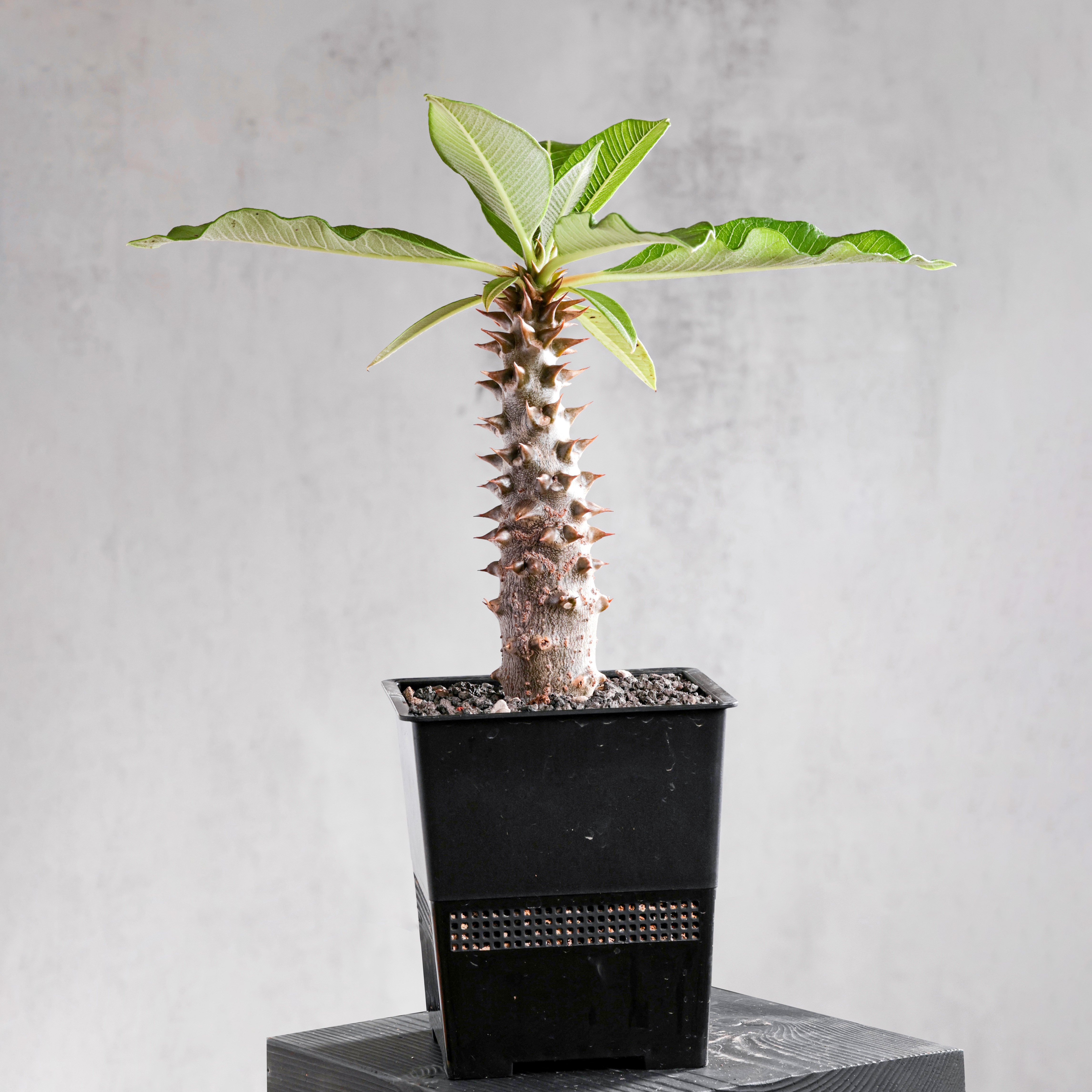 【朴原】巴氏/巴洛尼棒槌  Pachypodium baronii 红花块根植物
