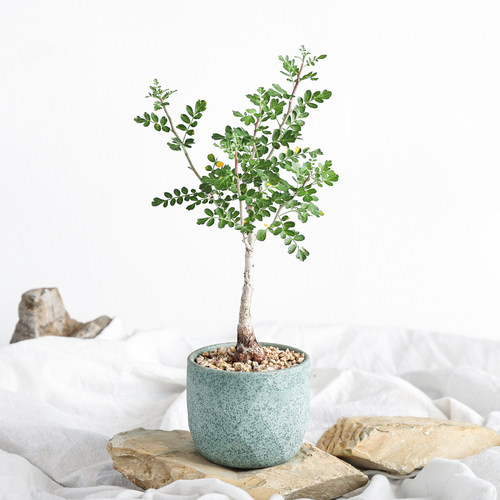 实生橡木漆树阳台潮流块根绿植