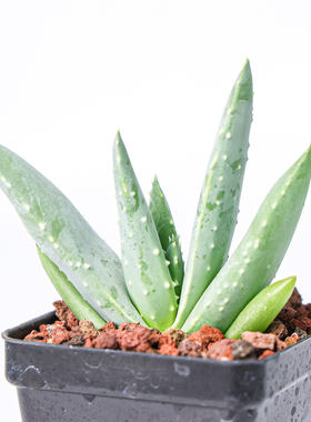 【朴原】皮尔兰斯芦荟/皮尔蓝斯芦荟Aloe pillansii实生原生芦荟