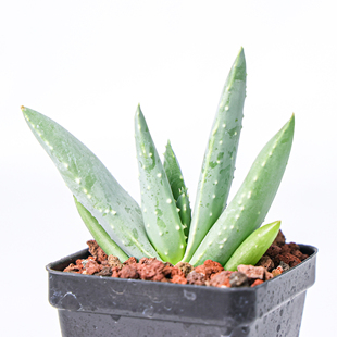 【朴原】皮尔兰斯芦荟/皮尔蓝斯芦荟Aloe pillansii实生原生芦荟