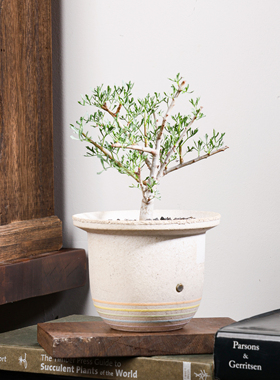 【朴原】实生鹿角没药Commiphora cervifolia芳香观叶盆景绿植