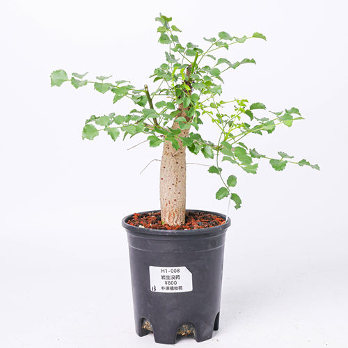 【朴原】岩生没药 Commiphora saxicola 珍奇块根盆景绿植