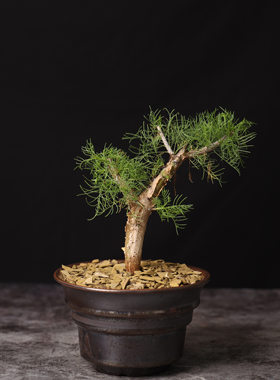 绿植园艺高颜值家居好养