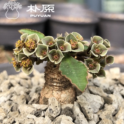 潮流块根植物什巴大戟盆栽好养护