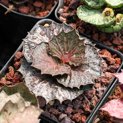 【朴原】彩叶麒麟大戟 Euphorbia francoisii 一物一拍每周五更新